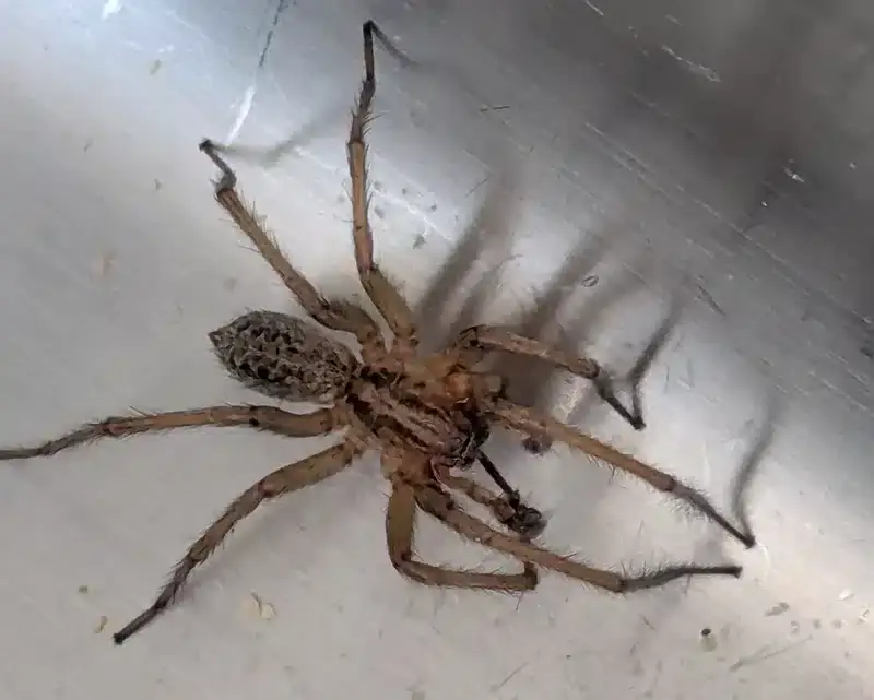 Spider anatomy close-up showing eye arrangement and leg pattern details