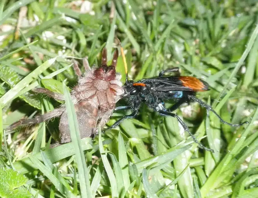 Spider and wasp on green grass