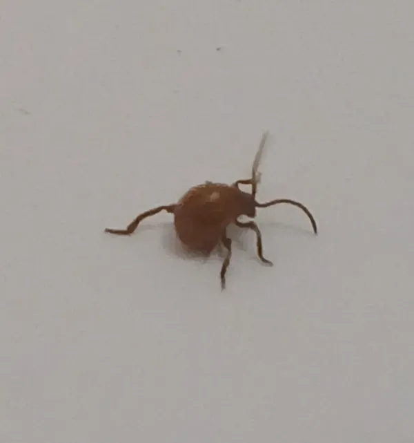 Close-up of a smooth spider beetle showing its distinctive round, globe-shaped body and long thin legs