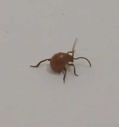 Close-up of a smooth spider beetle showing its distinctive round, globe-shaped body and long thin legs