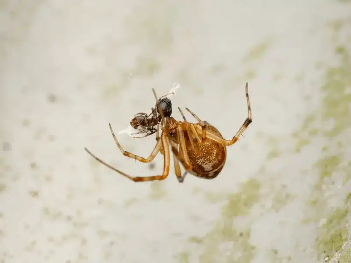 Spider in web showing feeding behavior during mating cycle