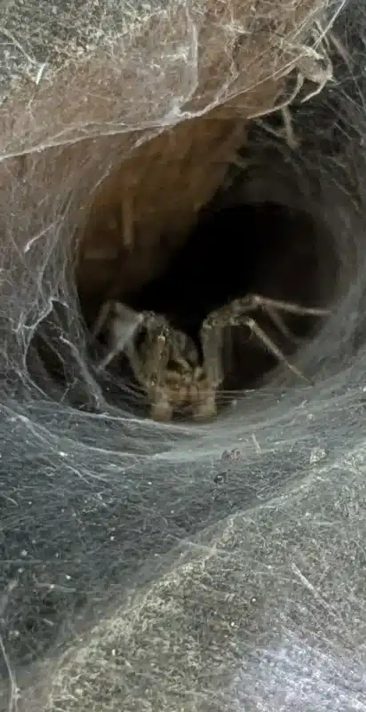 Spider positioned in a funnel web