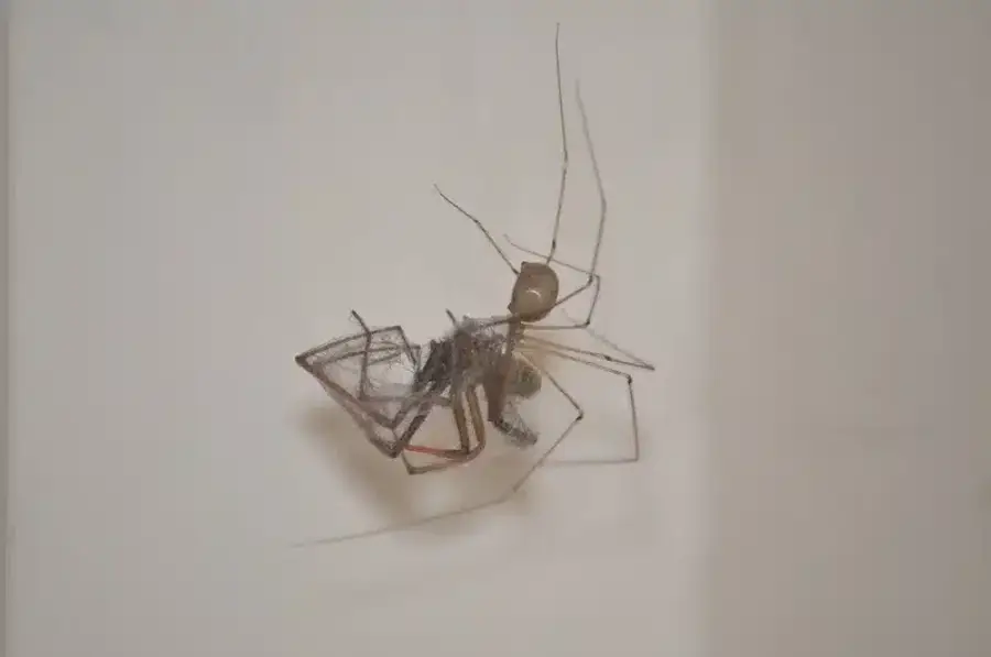 Spider caught in a web