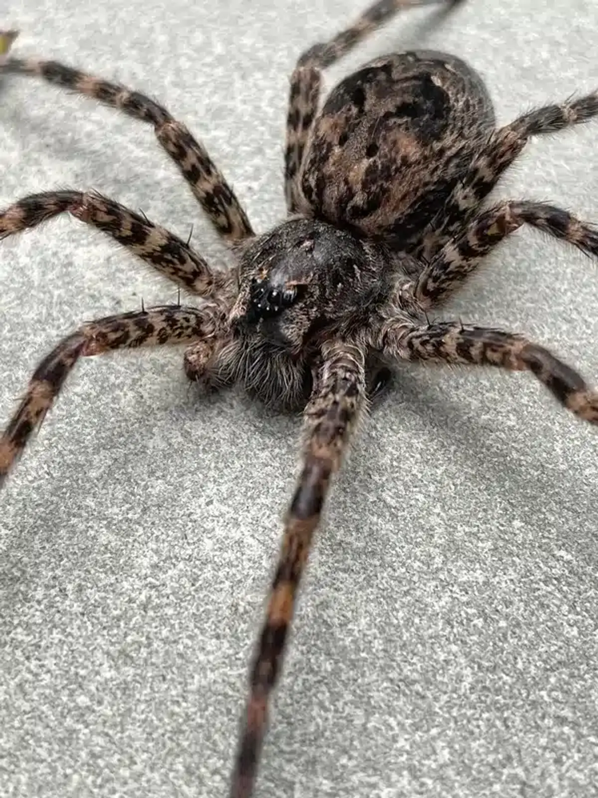 Macro view of a spider showing detailed facial features and patterns—use this if you need an image for close identification or comparison of wolf and fishing spiders.