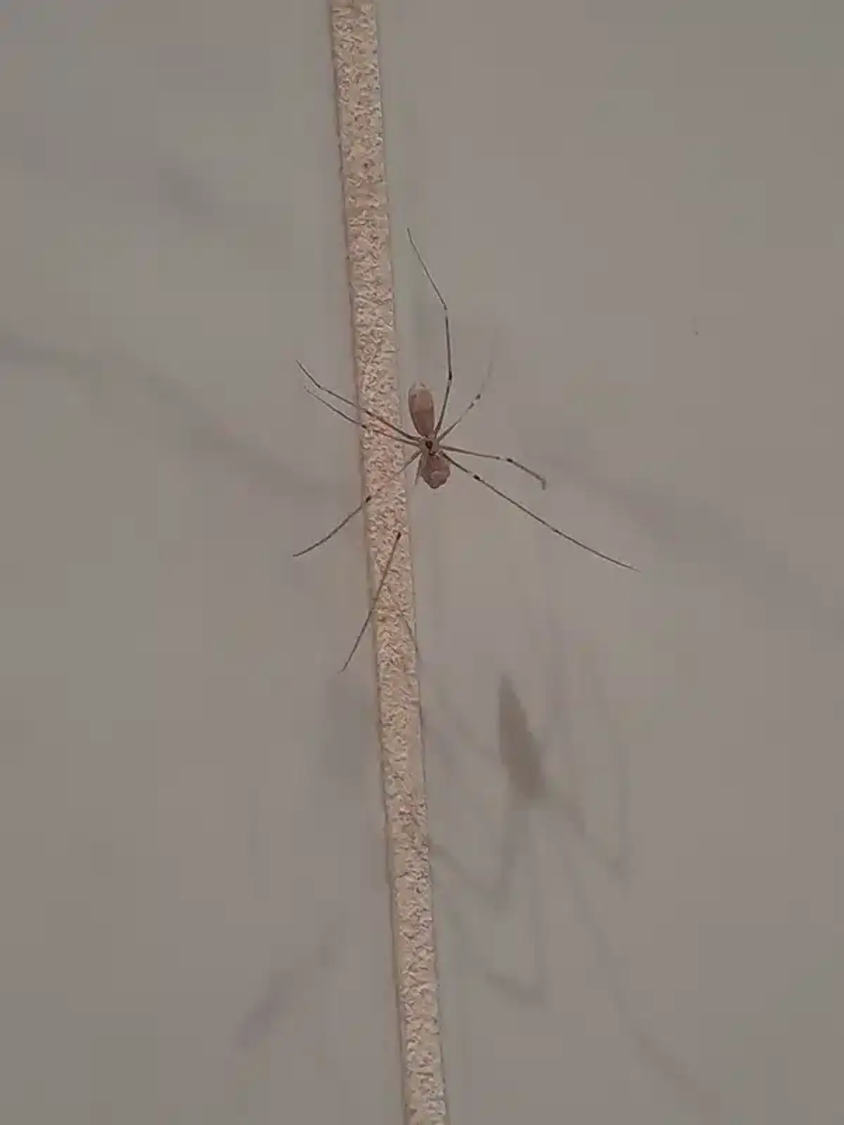Spider utilizing basement hiding spots in tile seams