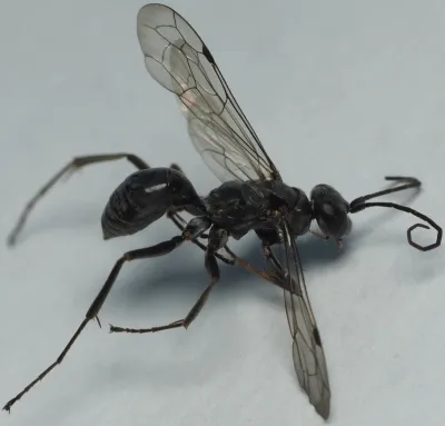 Side view of a black spider wasp with wings spread showing anatomical features