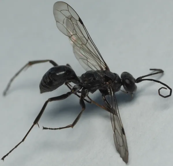 Side view of a black spider wasp with wings spread showing anatomical features