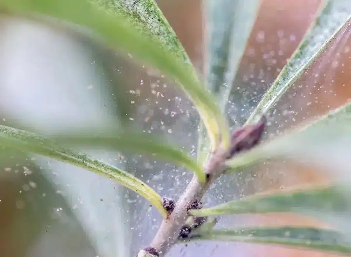 Spider web on plant leaves