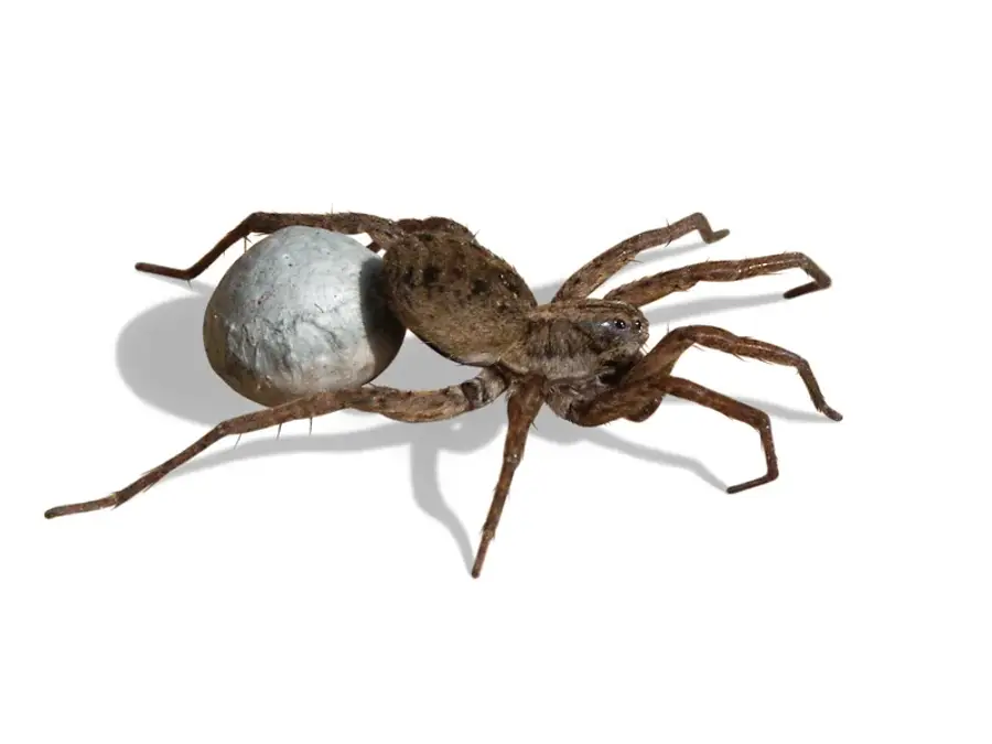 Spider with an egg sac