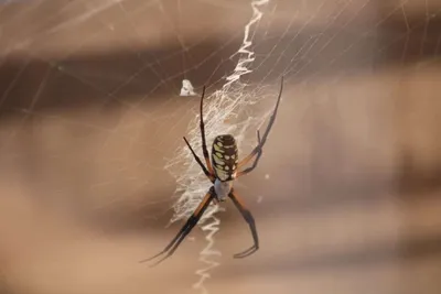 Spider on web showing eight legs and characteristic body structure