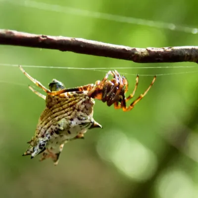 Spined micrathena spider on a green leaf showing the distinctive spiny abdomen and striped legs