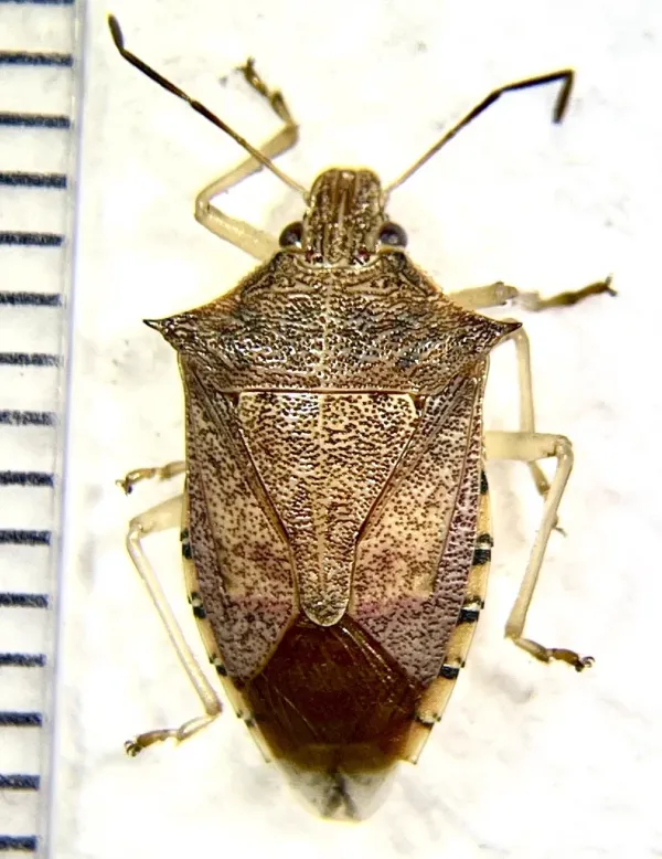 Top-down view of an adult spined soldier bug showing its mottled brown shield-shaped body and distinctive shoulder spines