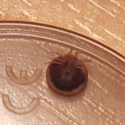 Soft tick specimen showing characteristic rounded body and eight legs clearly visible