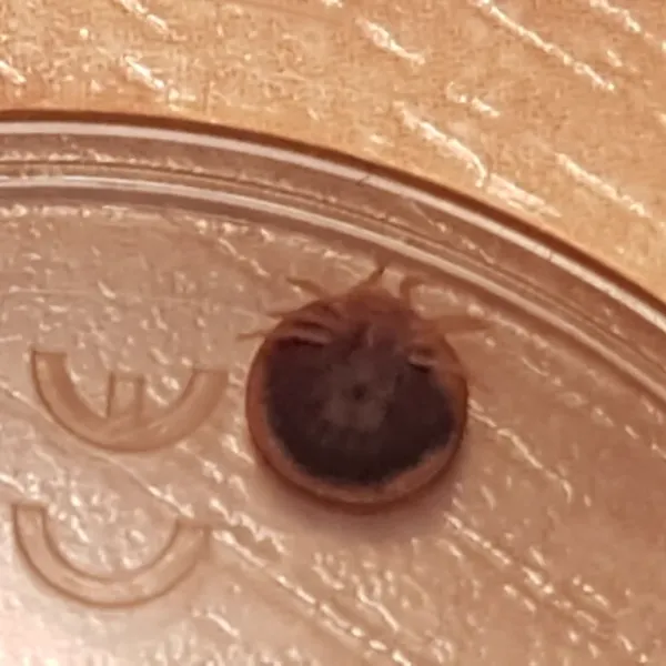 Soft tick specimen showing characteristic rounded body and eight legs clearly visible