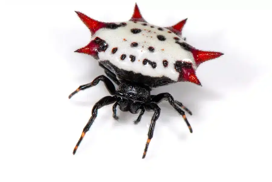 Spiny orb-weaver spider on white surface