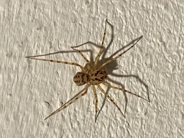 Spitting spider seen from above on a wall, showing its spotted tan body and dark-banded legs