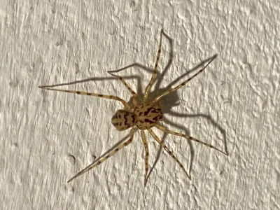 Spitting spider seen from above on a wall, showing its spotted tan body and dark-banded legs