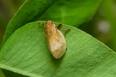 Tan-colored spittlebug resting on a green leaf showing typical frog-like body shape from above