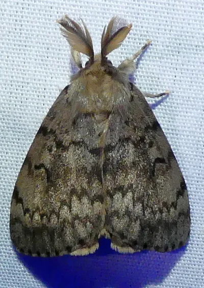 Spongy Moths
