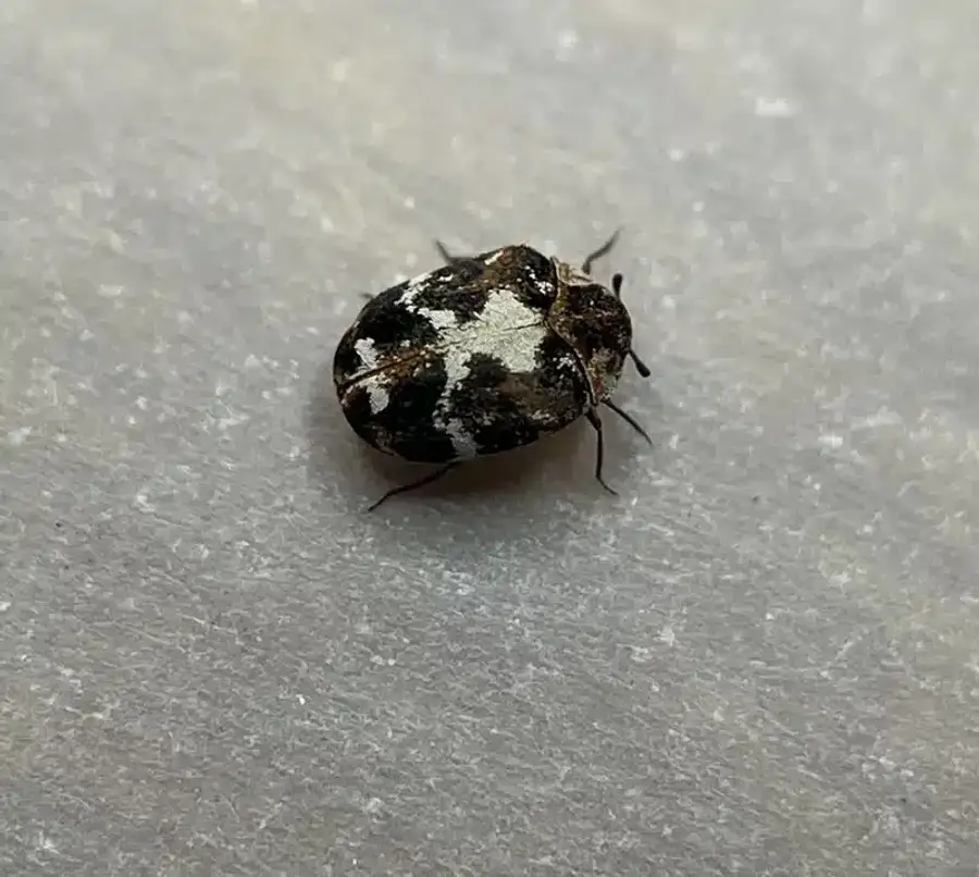 Spotted carpet beetle on a light surface
