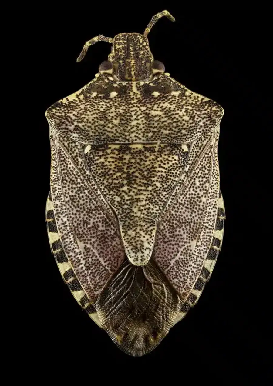 Close-up of a spotted brown stink bug