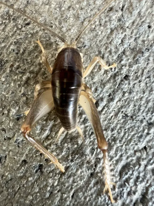 Top-down view of a spotted camel cricket on concrete showing full body with dark banding and long antennae