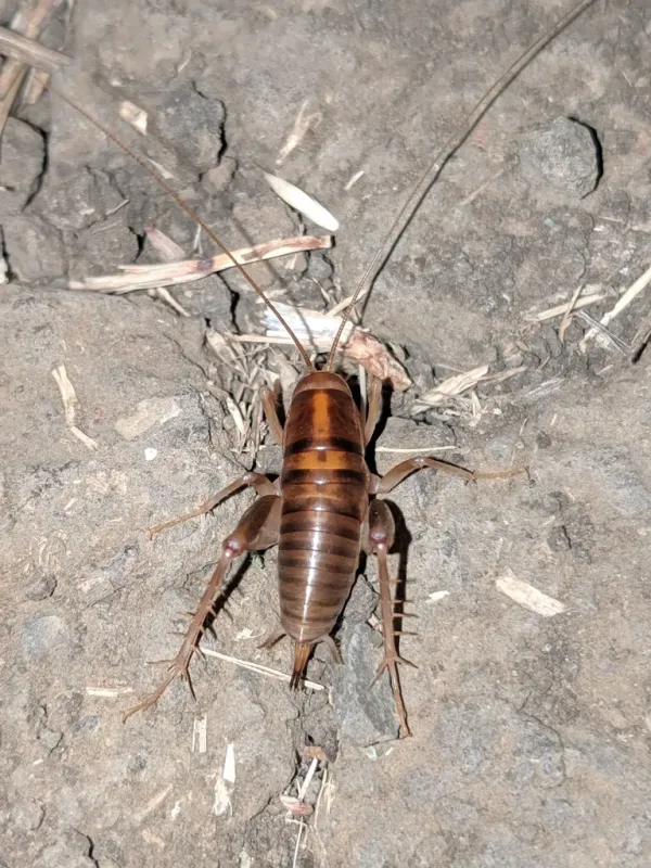 Top-down view of a spotted camel cricket on stone showing full body with dark banding, long antennae, and hind legs