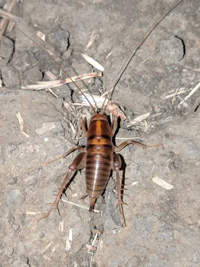 Top-down view of a spotted camel cricket on stone showing dark banded body and long antennae