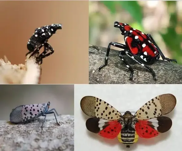 How Long After Pest Control Do Bugs Die: What to Expect