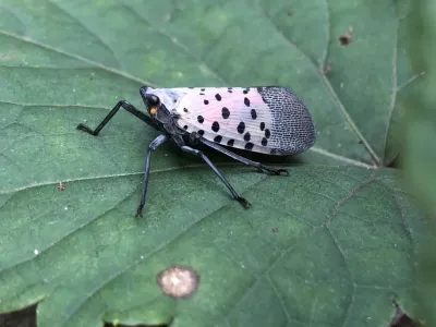 Adult spotted lanternfly showing characteristic gray-tan wings with black spots resting on a green leaf