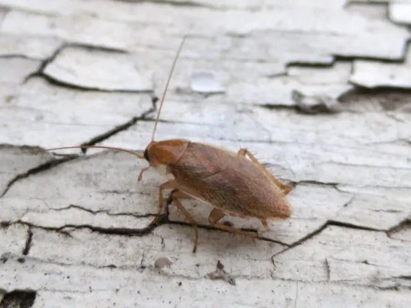 Top-down view of a spotted Mediterranean cockroach on weathered wood showing its pale tan body with dark speckled wings