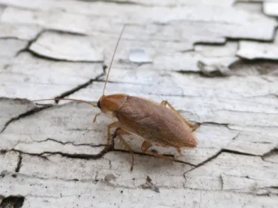 Top-down view of a spotted Mediterranean cockroach on weathered wood showing its pale tan body with dark speckled wings