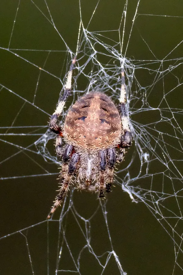 Close-up of a spotted orbweaver spider on its web showing tan abdomen with darker spotted markings