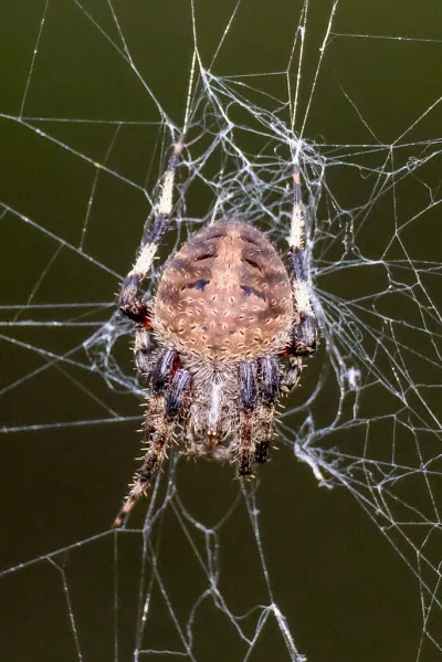 Close-up of a spotted orbweaver spider on its web showing tan abdomen with darker spotted markings