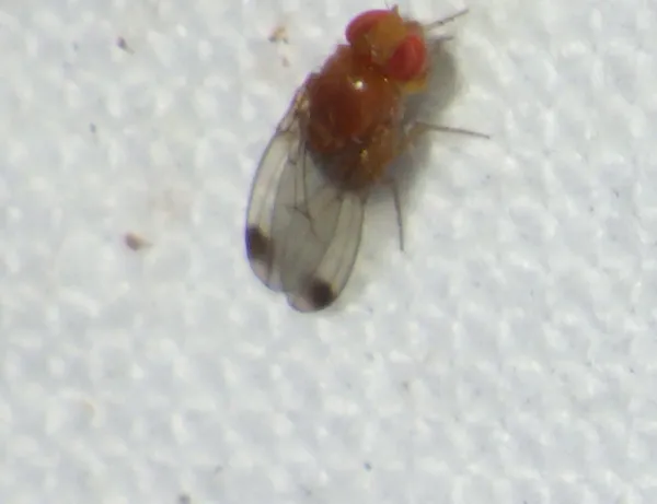 Top-down view of a male spotted wing drosophila showing characteristic dark spots on wings