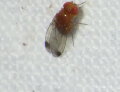 Top-down view of a male spotted wing drosophila showing characteristic dark spots on wings