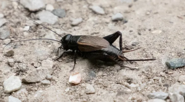 Side profile of a spring field cricket showing its dark body and long antennae