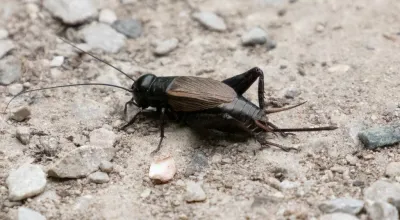 Side profile of a spring field cricket showing its dark body and long antennae