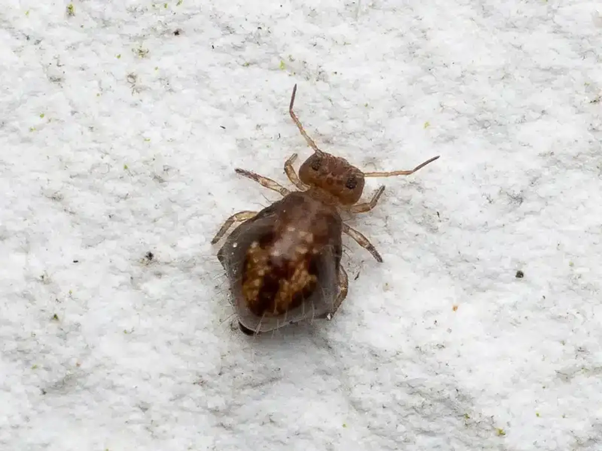 Springtail viewed from above showing body shape