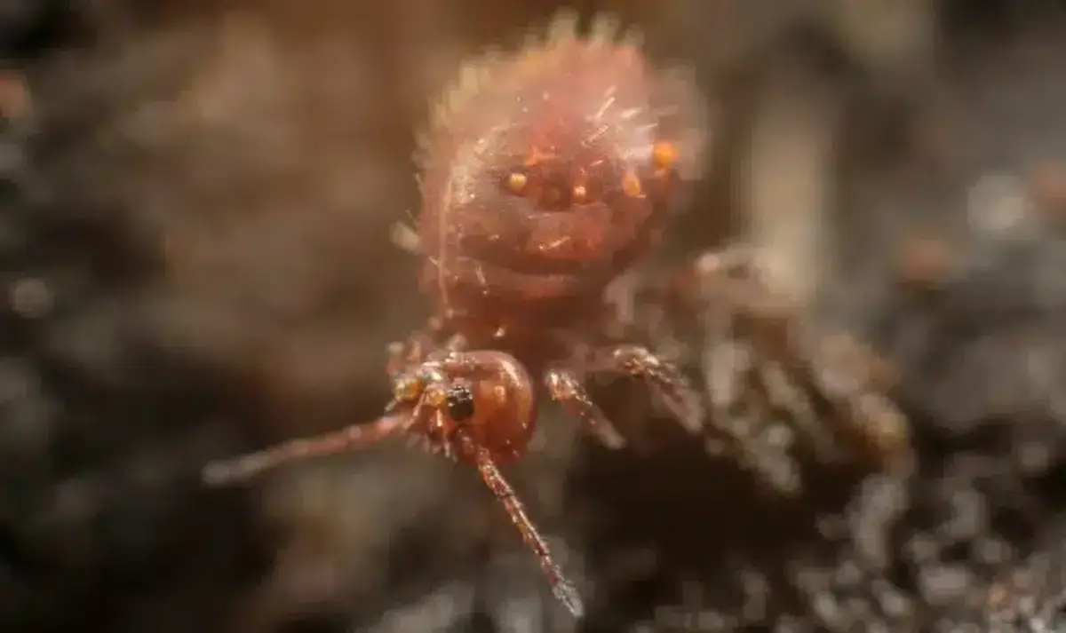 Close-up of a springtail on soil surface showing its small size and body shape