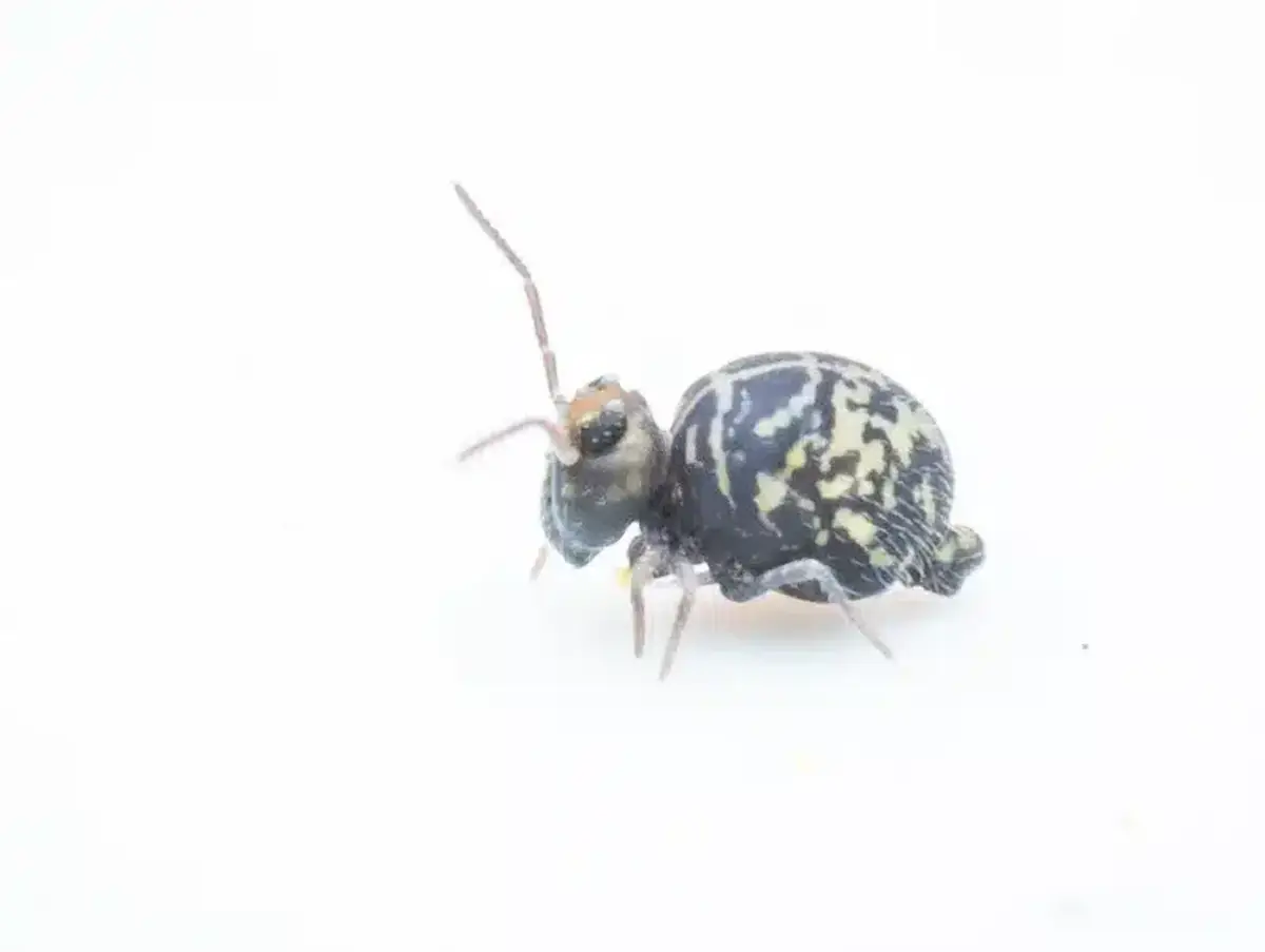High-quality side view of a springtail showing its rounded body pattern