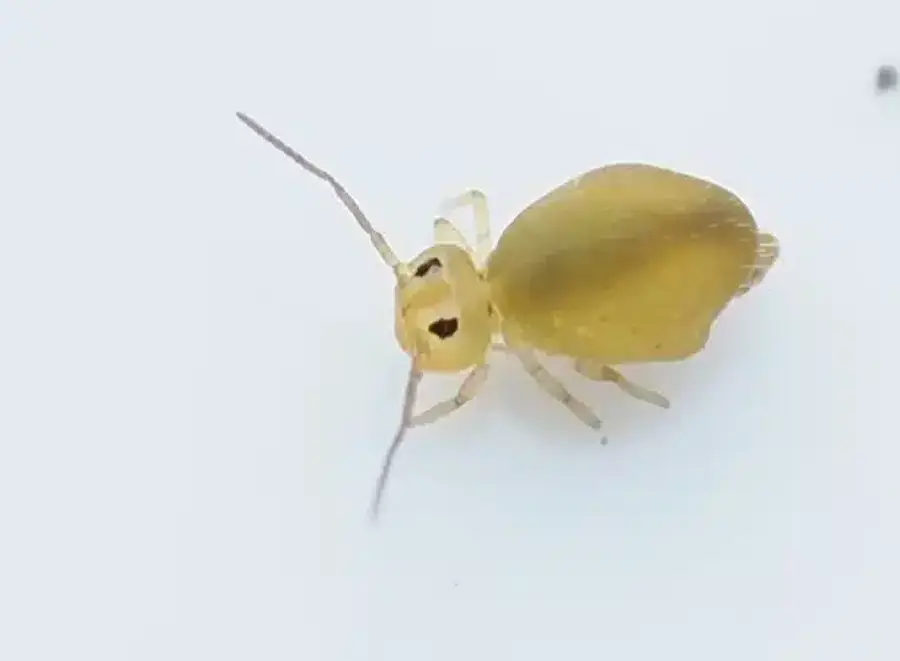 Springtail showing pale coloration and soft elongated body