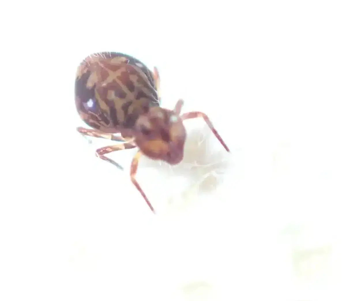 Close-up view of a springtail with its rounded, patterned body and long antennae