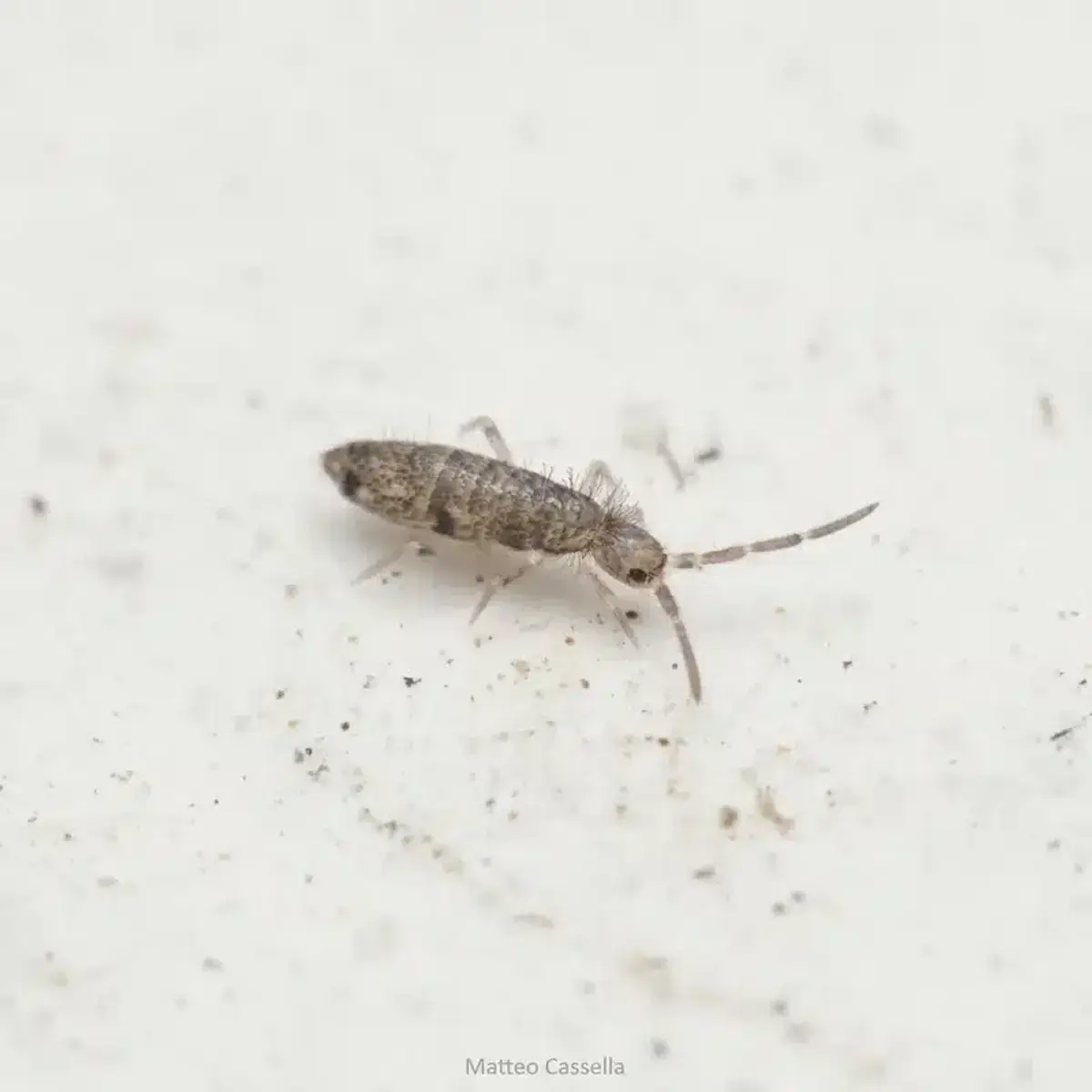 Close-up of a springtail showing identifying features