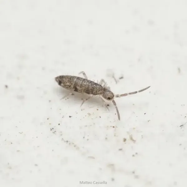 Springtails in Bathroom: Tiny Bugs That Signal Moisture Issues