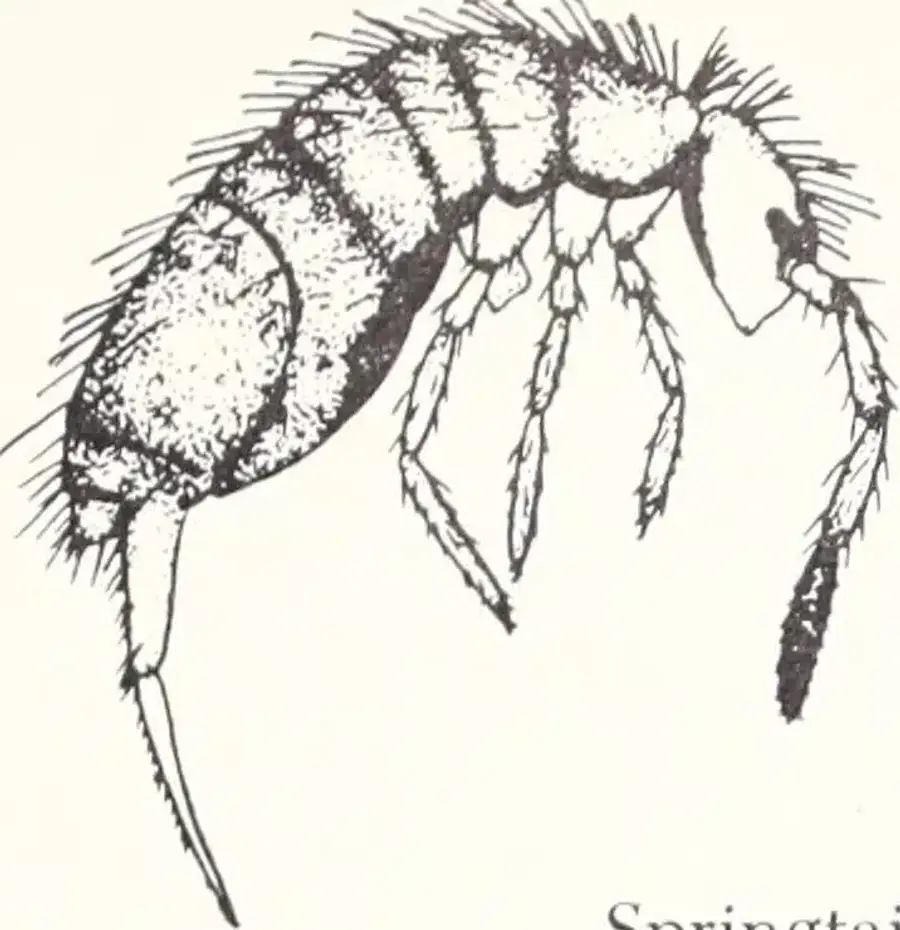 How To Get Rid Of Springtails: Complete Removal Guide