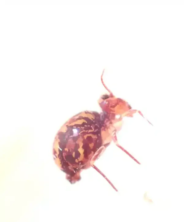Springtail vs Flea: How to Tell These Jumping Pests Apart