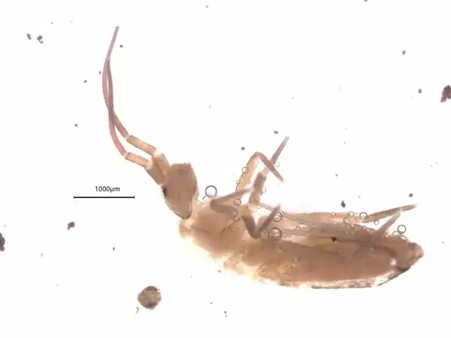 Springtail under magnification showing pale coloring and soft segmented body