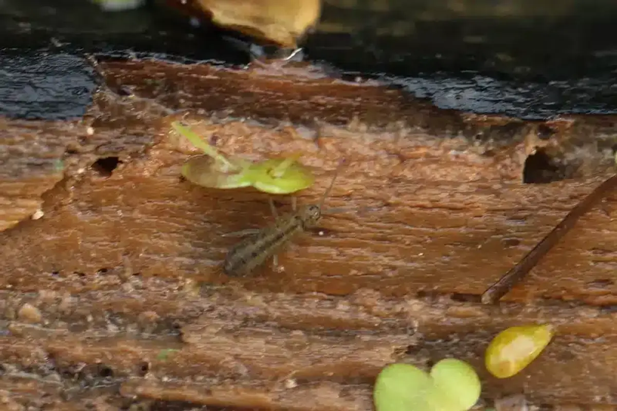 Springtail on damp wood surface