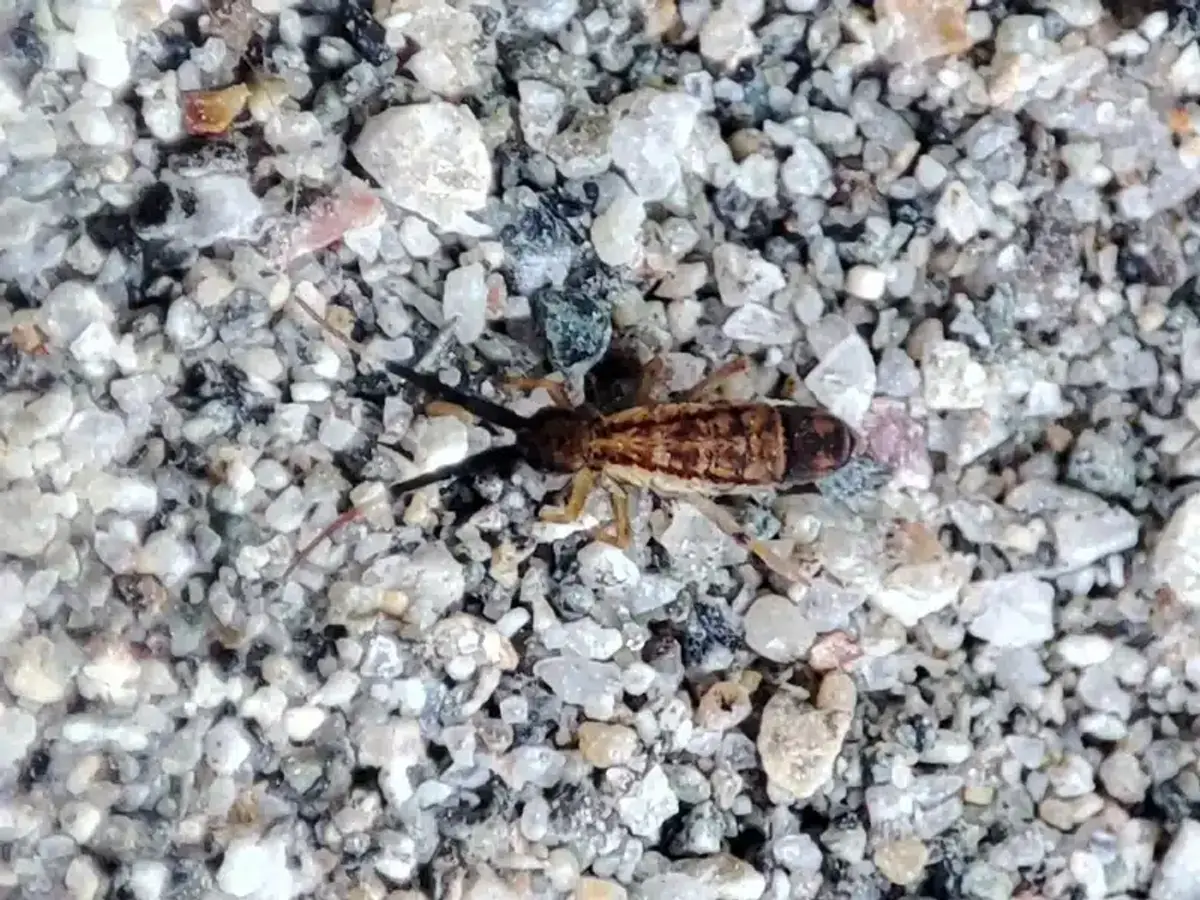 Springtail in its natural outdoor habitat on soil